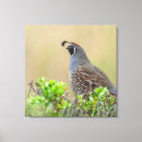 Search for quail State