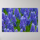 Search for grass flower posters Nature