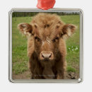 Search for highland cattle christmas tree decorations Animal