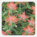 Search for paintbrush stickers Wildflower