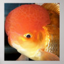 Search for oranda Pet