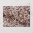 Search for lynx postcards Feline
