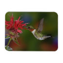 Search for ruby throated magnets Adam jones