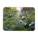 Search for budding photography Green