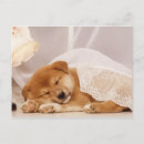 Search for net postcards Animal