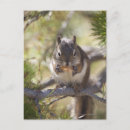 Search for on pine postcards Animal