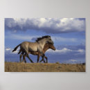 Search for yearling Horse