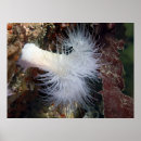 Search for anemone art Underwater