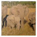 Search for african elephant tiles Baby