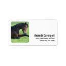 Search for bay photography Equine
