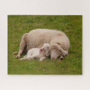 Search for lamb puzzles Cute baby animal