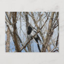 Search for bills postcards Bird