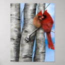 Search for cardinals on birch trees Birds