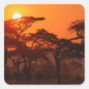 Search for acacia tree stickers Silhouette