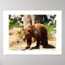 Search for brown bear posters Nature