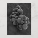 Search for microscopic postcards Medicine