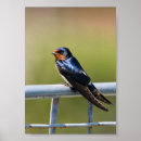 Search for swallow posters Wildlife