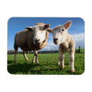 Search for wool magnets Farm animal