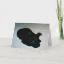 Search for scotty cards Terriers