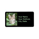 Search for maine coon return address labels Kitten