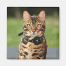 Search for bengals magnets Wild
