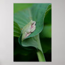 Search for green frog posters Nature