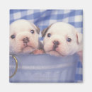 Search for bucket magnets Bulldog