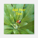 Search for ladybugs magnets Ladybird
