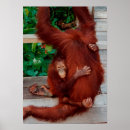 Search for orangutans posters Borneo