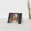 Search for aussie shepherd cards Dog