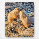 Search for prairie mousepads Rodents