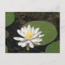 Search for white lily postcards Water
