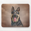 Search for breeding mousepads Fauna