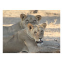 Search for wild africa posters Animals