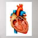 Search for human heart posters Illustration