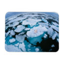 Search for polar magnets Endangered species