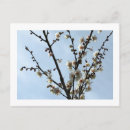 Search for plums postcards Nature