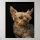 Search for right photography Dogs