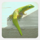 Search for tropical lizard stickers Gecko