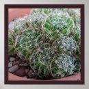 Search for desert cactus posters Trendy