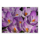 Search for crocuses Croci