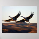 Search for sandhill posters Photography