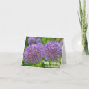 Search for allium cards Flower