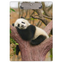 Search for cute panda clipboards Pandas