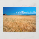 Search for barley postcards Crop