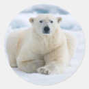 Search for ice bear stickers Carnivore