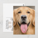 Search for golden retriever postcards Canine