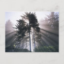 Search for large format postcards Washington