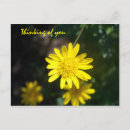 Search for daisies postcards Beautiful