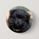 Search for spitz badges Black